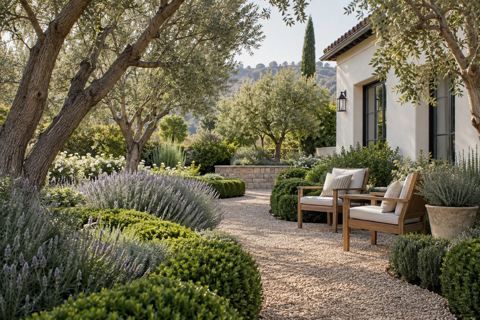 A maintained residential garden with an olive tree and gravel path