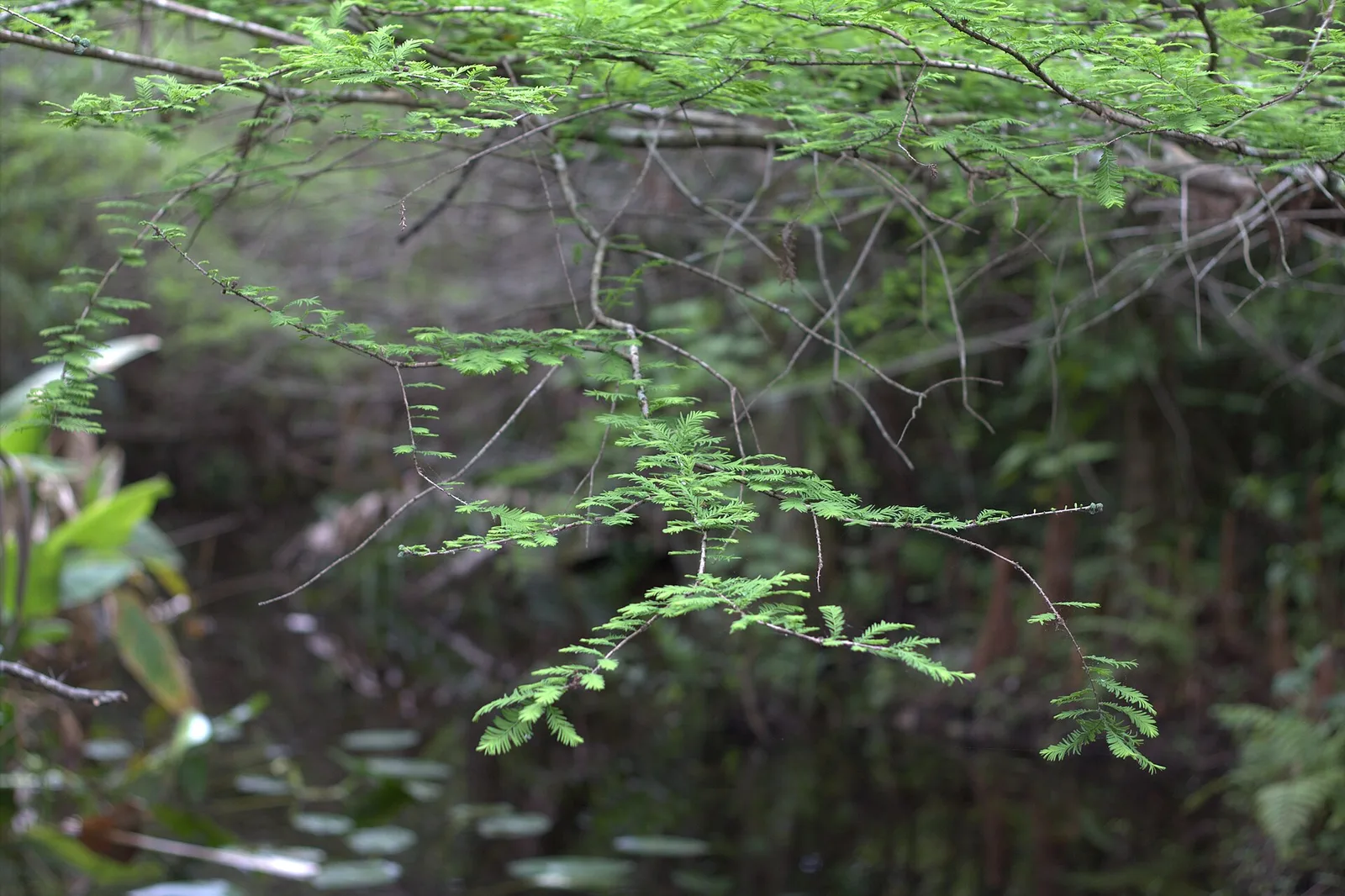 Nearby landscape: Fern Forest Nature Center in Coconut Creek.